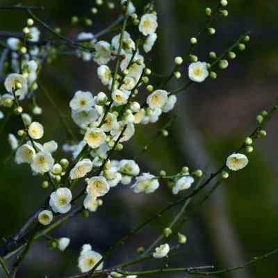 绿梅赞——说梅花极品“萼绿华”