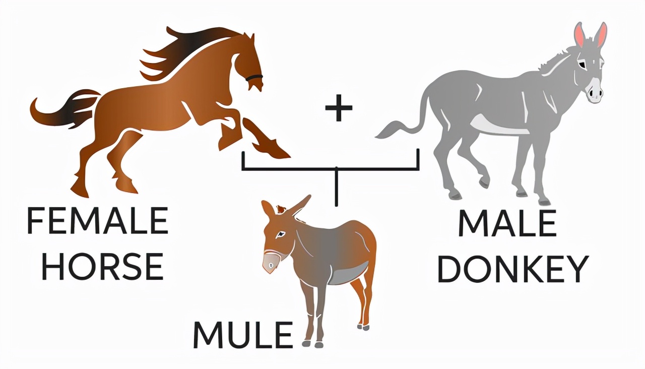 生殖隔离和物种隔离,存在生殖隔离的就不是一个物种吗
