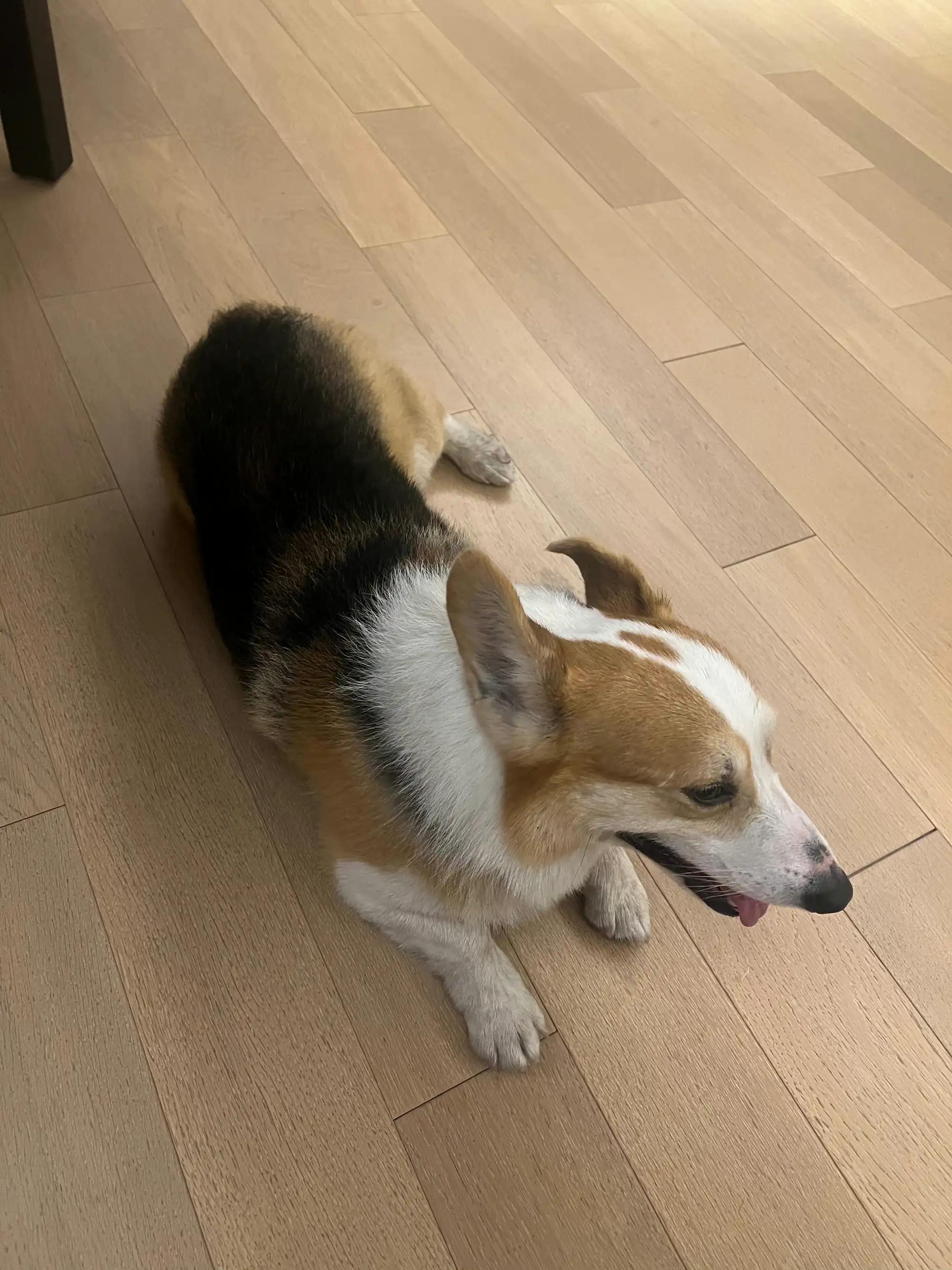 上门喂猫在哪里接单,上门喂猫订单