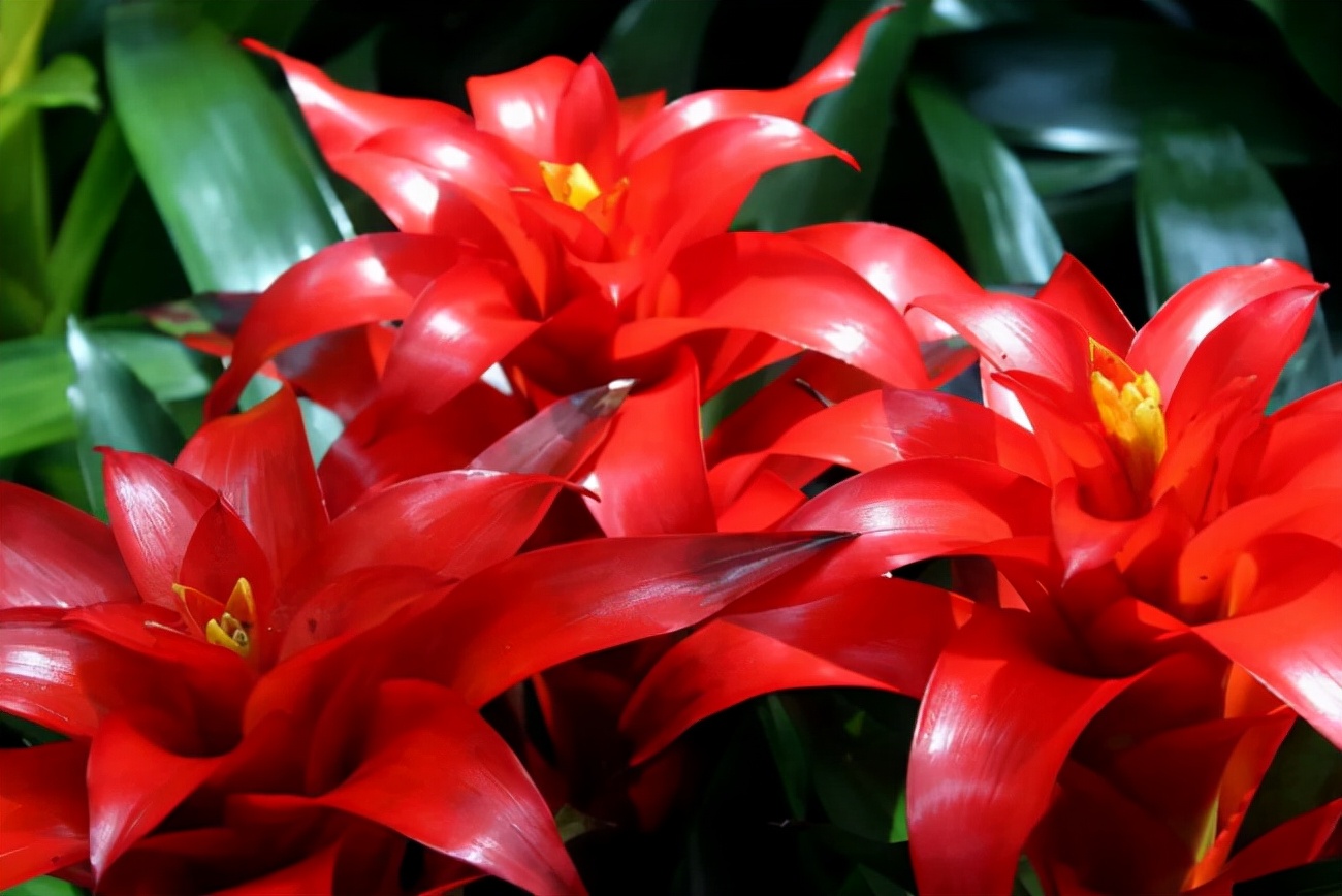 什么花最好养代表好运,家里养什么吉祥花最好