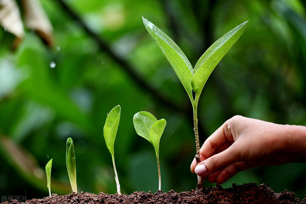 农业氨基寡糖素作用,氨基寡糖素对作物的作用