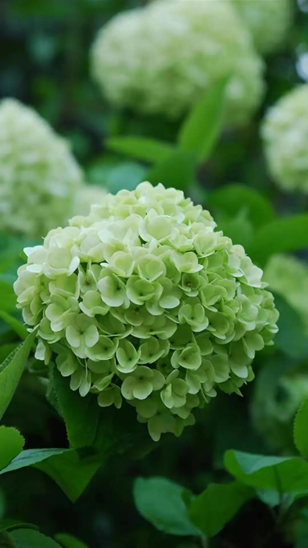 华为壁纸绿色护眼图片大全高清,绿色护眼壁纸高清全屏手机锁屏