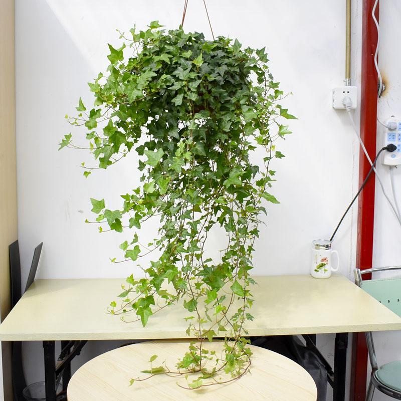 家里光线差就养这几种花,什么花散射光就可以养好