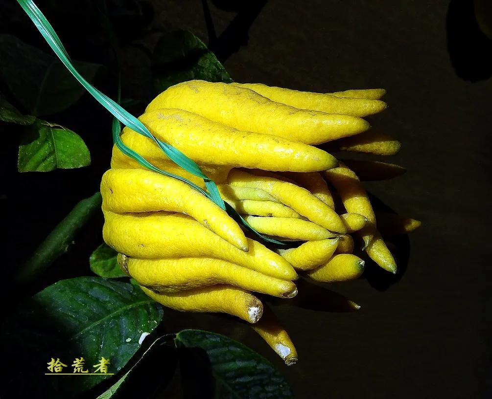 景观植物观果佛手图片高清,长得像佛手一样的东西叫什么植物