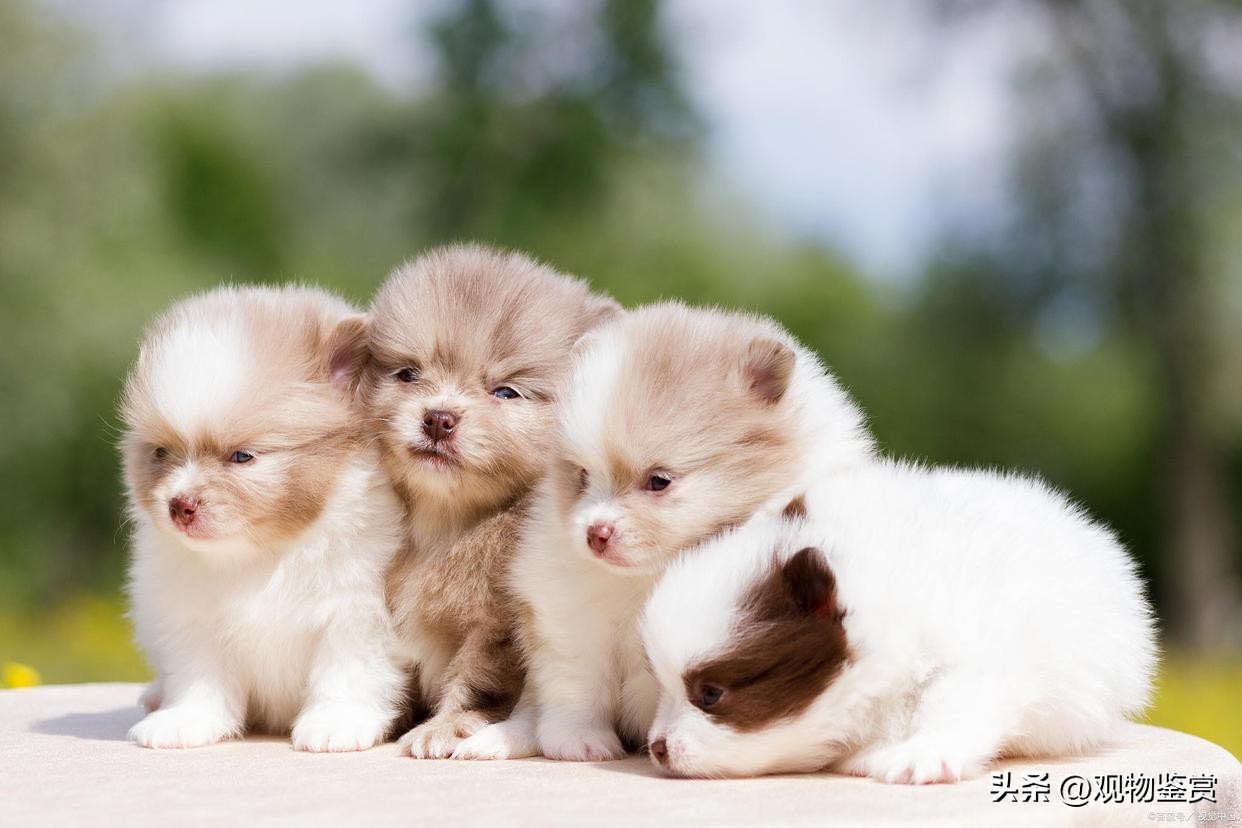 迷你小狗推荐便宜好养,迷你小狗好养活