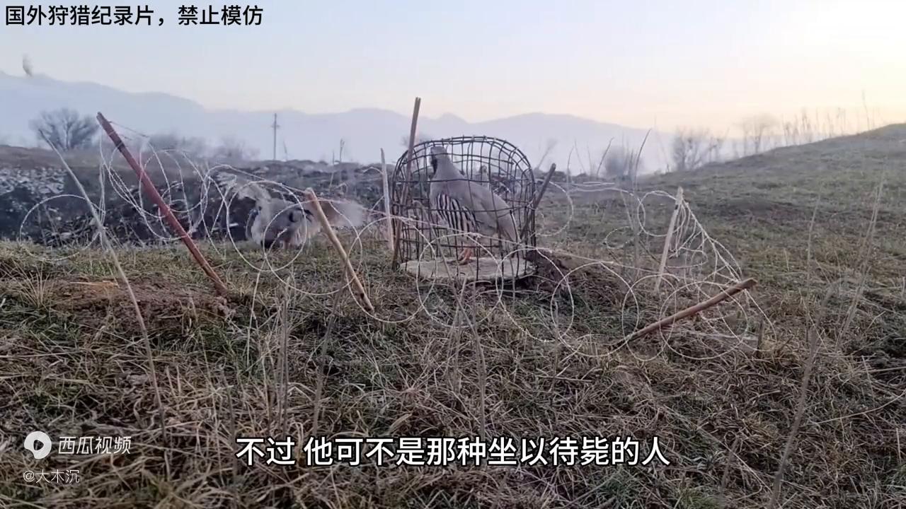 老表用野鸡做诱饵，引来一群野鸡，今晚又可以饱餐一顿了