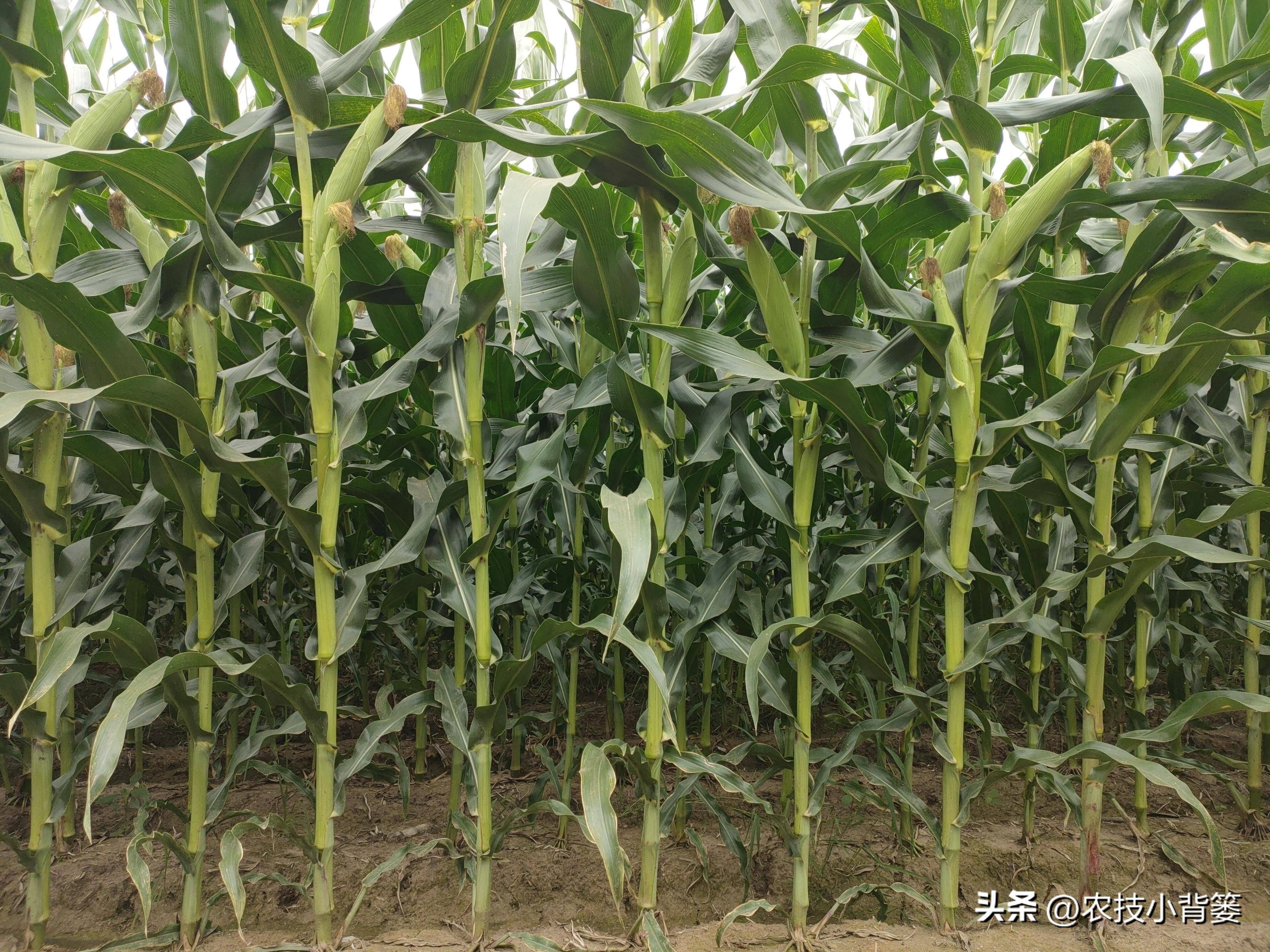 种玉米追几次肥什么时间追肥好,玉米追肥期追什么肥最好