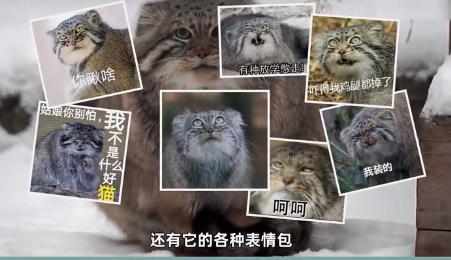 中国最大无人动物园,中国十大动物园红山动物园