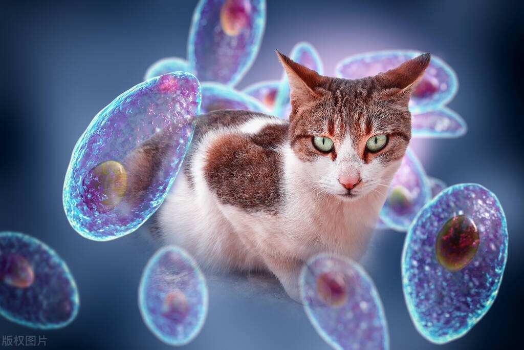 怀孕5个月产检弓形虫抗体为阳性,怀孕查出弓形虫能生出正常孩子吗