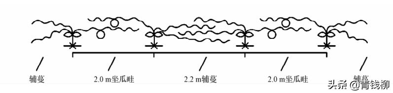 新型双孢菇大棚种植技术,拱棚瓜菜高效种植技术培训资料