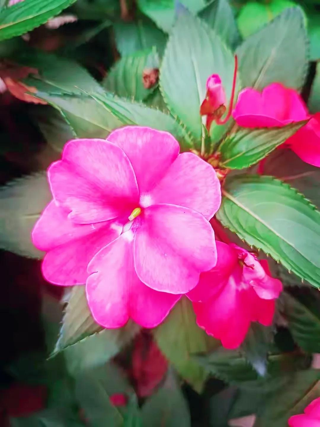 美丽五颜六色的凤仙花,七月最美的花景视频素材
