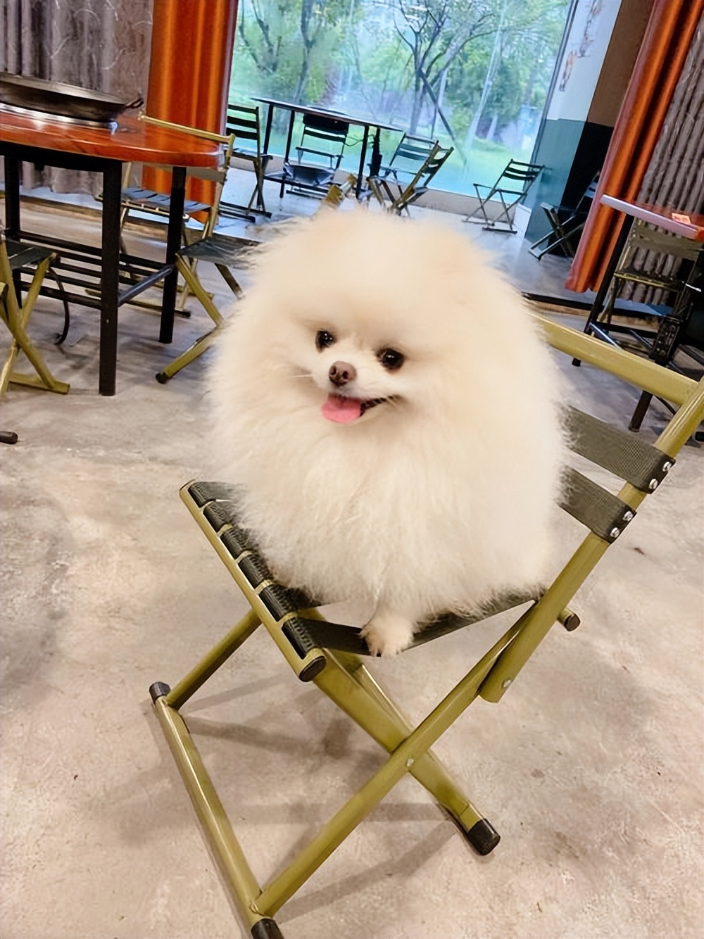 狗狗的年龄和人的年龄对照表,狗狗年龄与人类年龄对照表