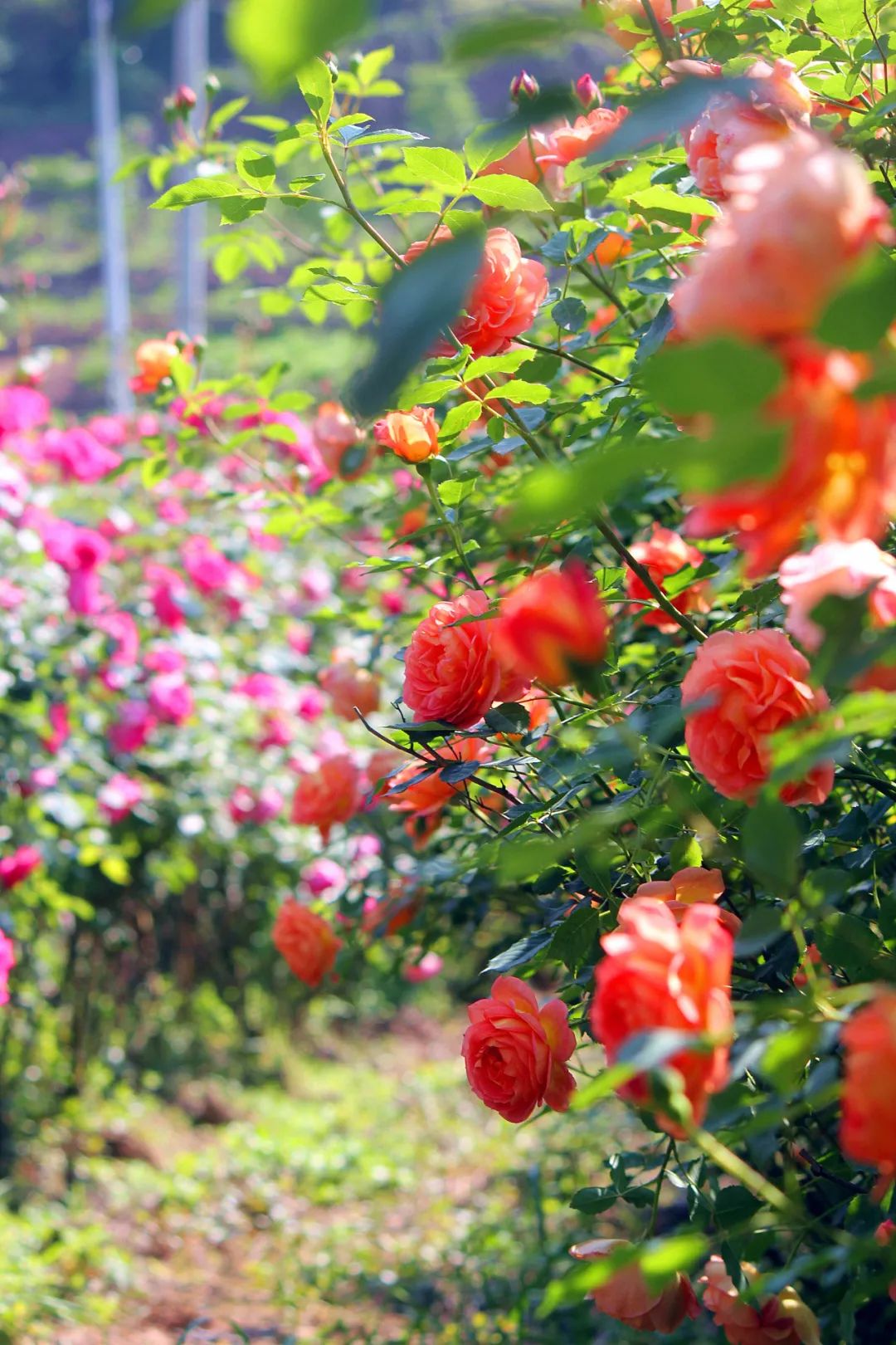 大寨玫瑰花海迷宫,花海迷宫大寨