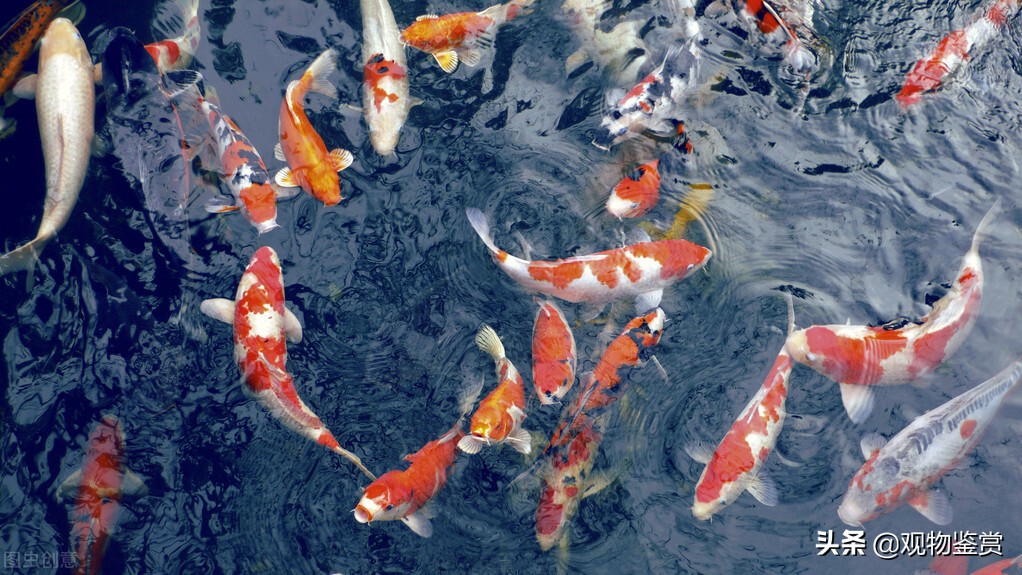 北方养锦鲤冬天怎么养,庭院怎么养锦鲤小视频