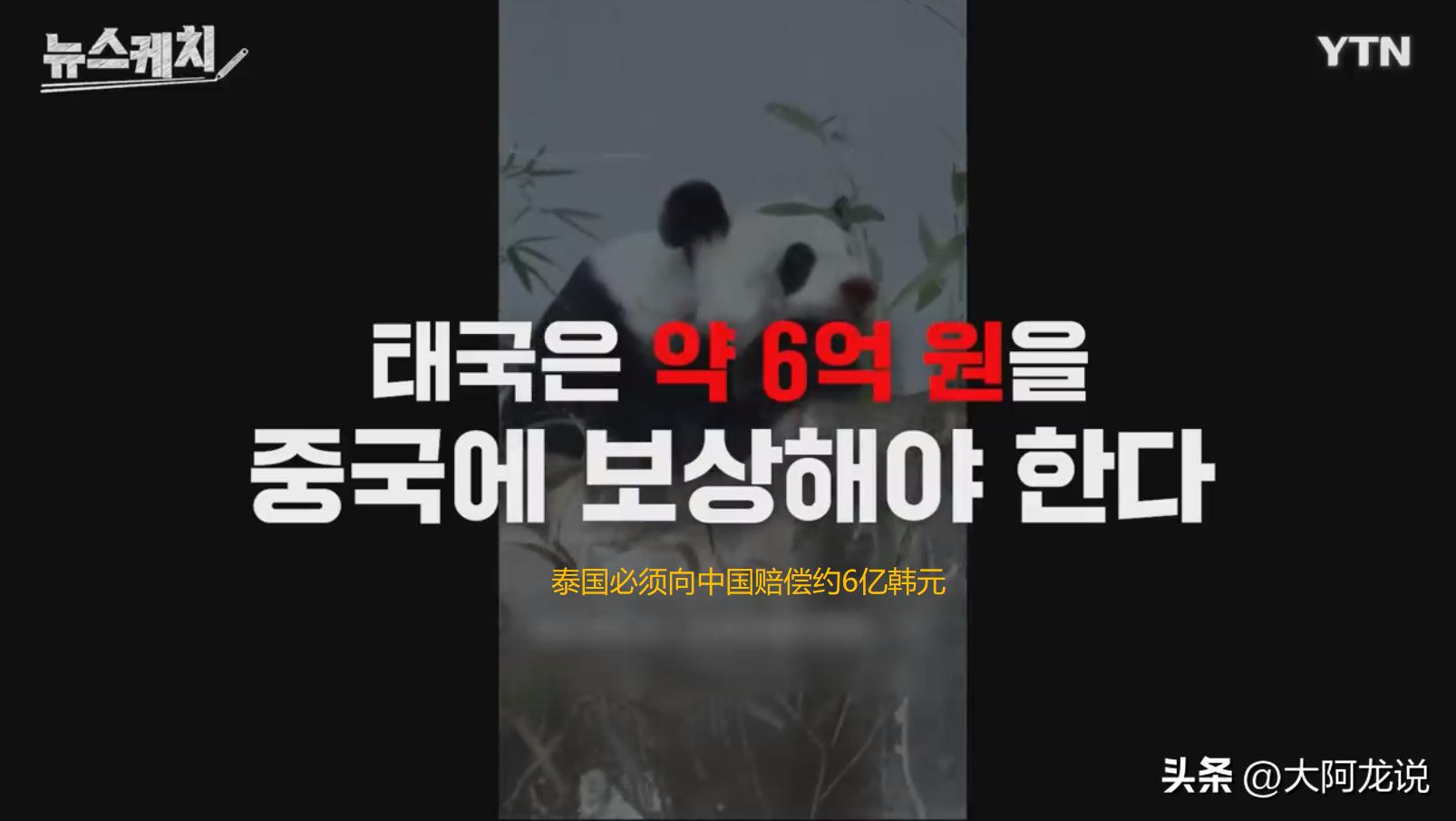 旅泰大熊猫真的死亡了吗,旅泰大熊猫死因公布