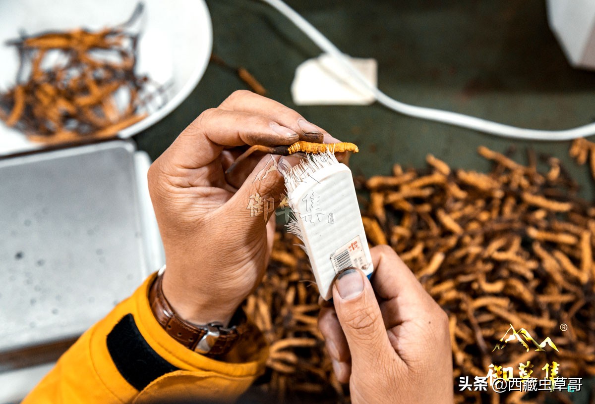 冬虫夏草如何挑选和鉴别,御草集冬虫夏草价格
