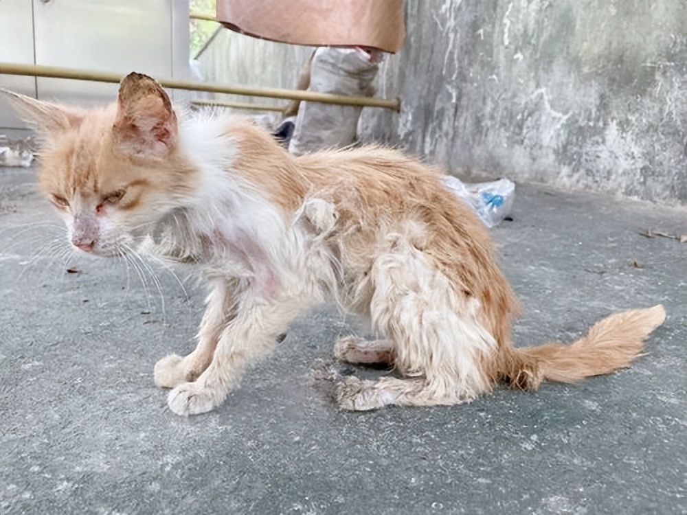 猫瘦怎么治,猫皮包骨