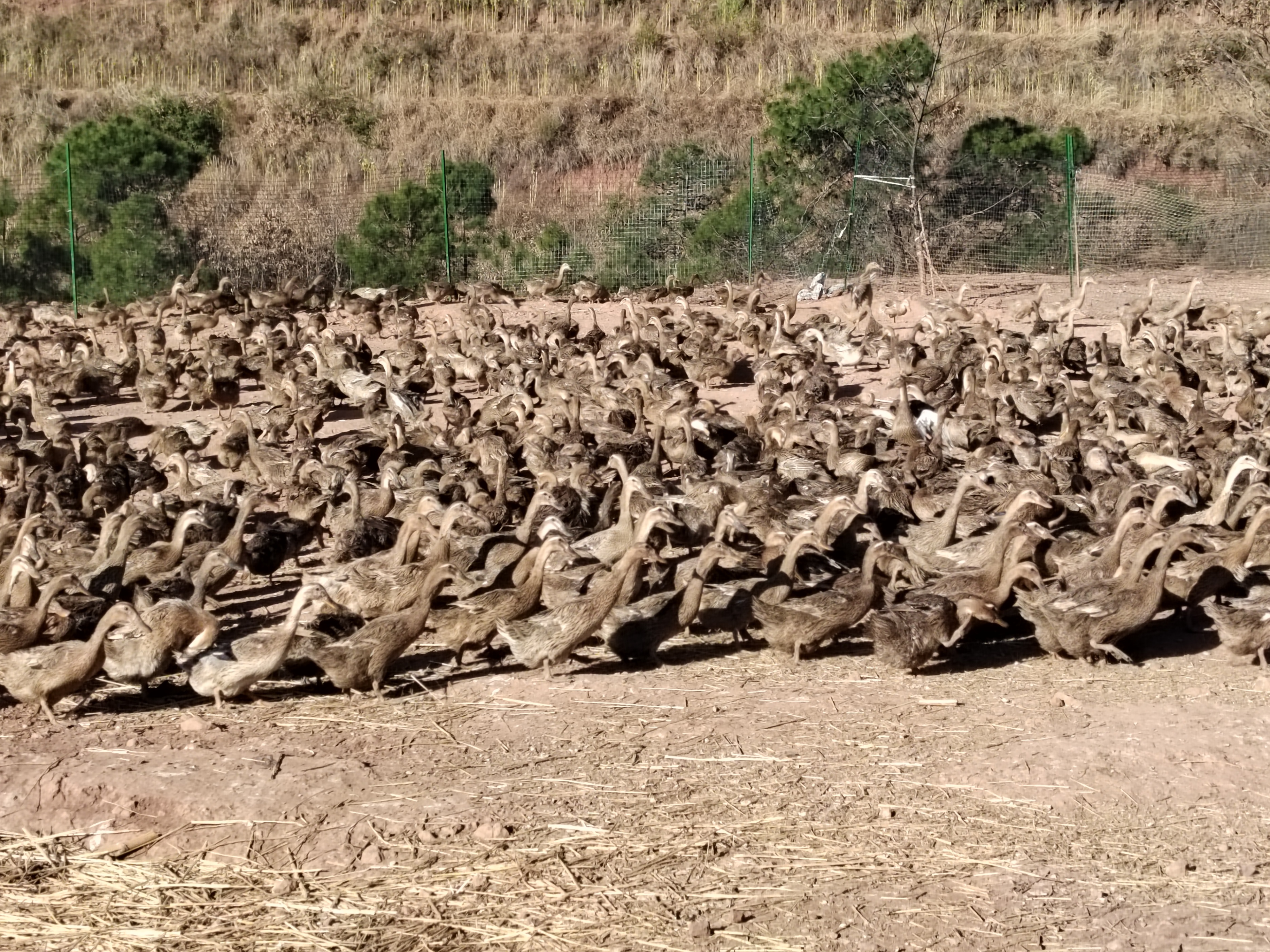 返乡创业发展养殖蛋鸭,回家创业的农村小伙子养500只蛋鸭