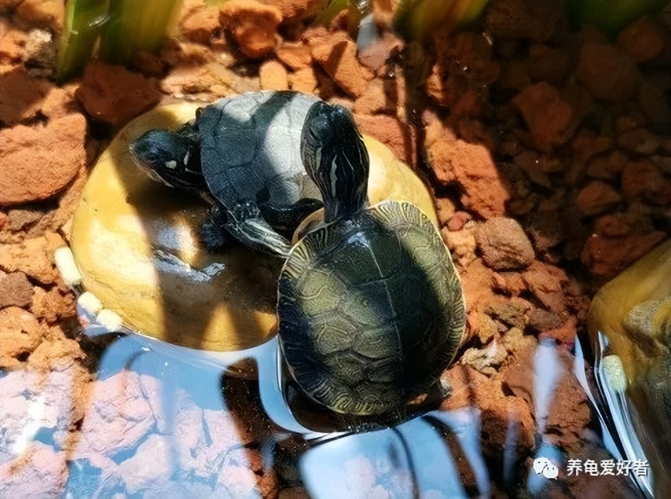 不同容器的合理养龟环境搭建方法,养龟有什么不用换水的方法