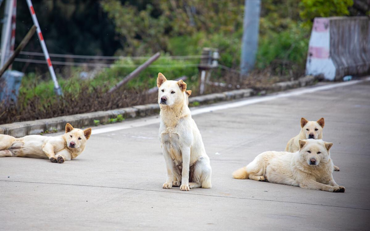 忠诚聪明老实便宜可爱跑得快的狗,什么狗无体味不掉毛聪明好喂养
