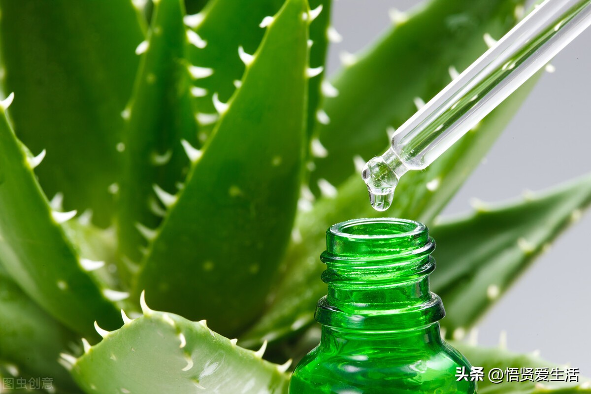 哪种绿色植物是最有效吸甲醛的,刚装修好的新房种什么植物去甲醛