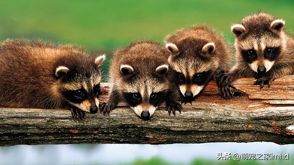 盘点小浣熊的迷惑行为,小浣熊防御姿势