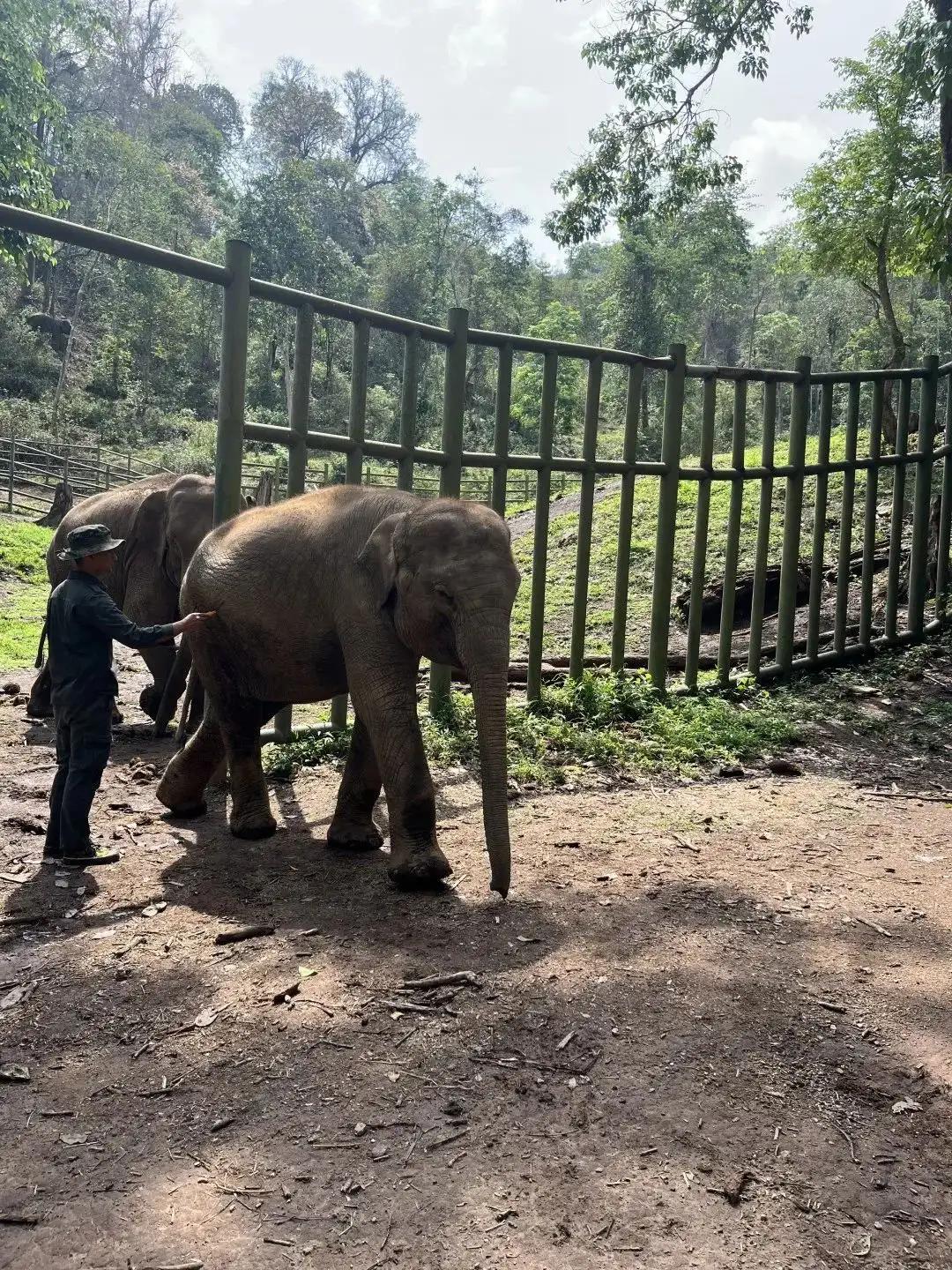 野象谷：给大象拴铁链子，好比人类遛狗的时候拴狗绳