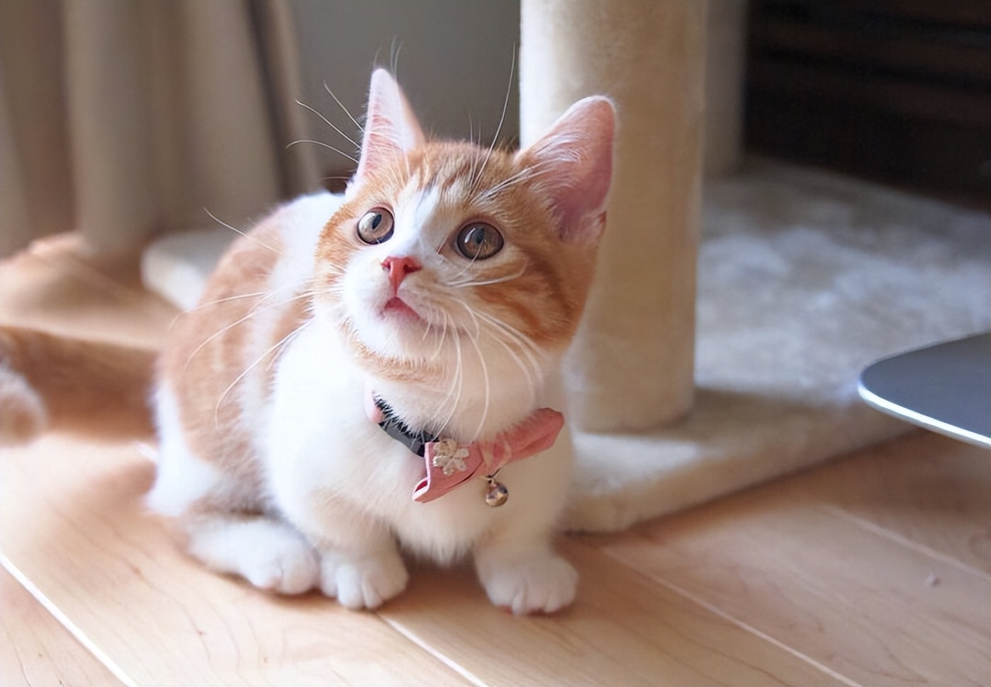 这5种猫堪称白眼狼养了也白养,新手最容易养的5种猫