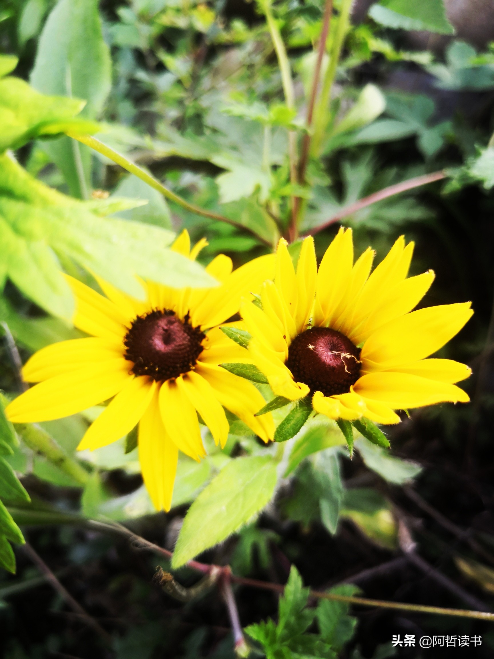 黑心金光菊：花名不雅，花姿灿烂，菊花里独特耀眼的一款