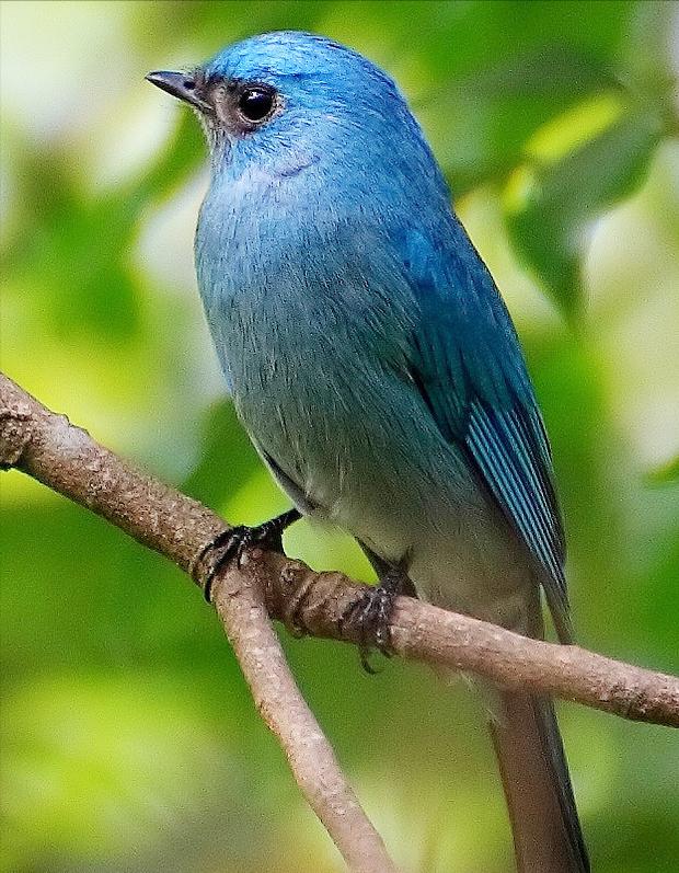 鸟儿大全高清图,高清珍稀鸟动态图片大全