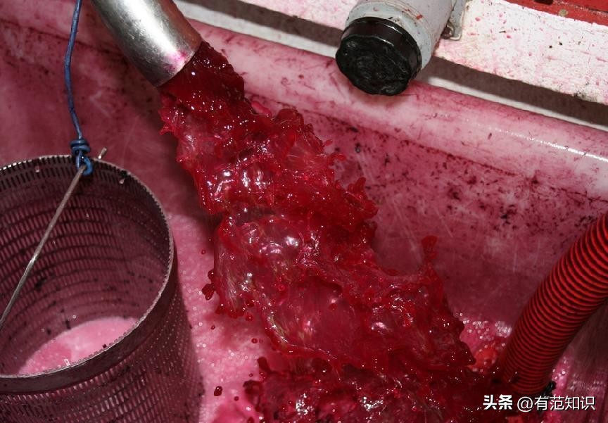 酿造葡萄酒的基本步骤,如何酿造香气扑鼻葡萄酒