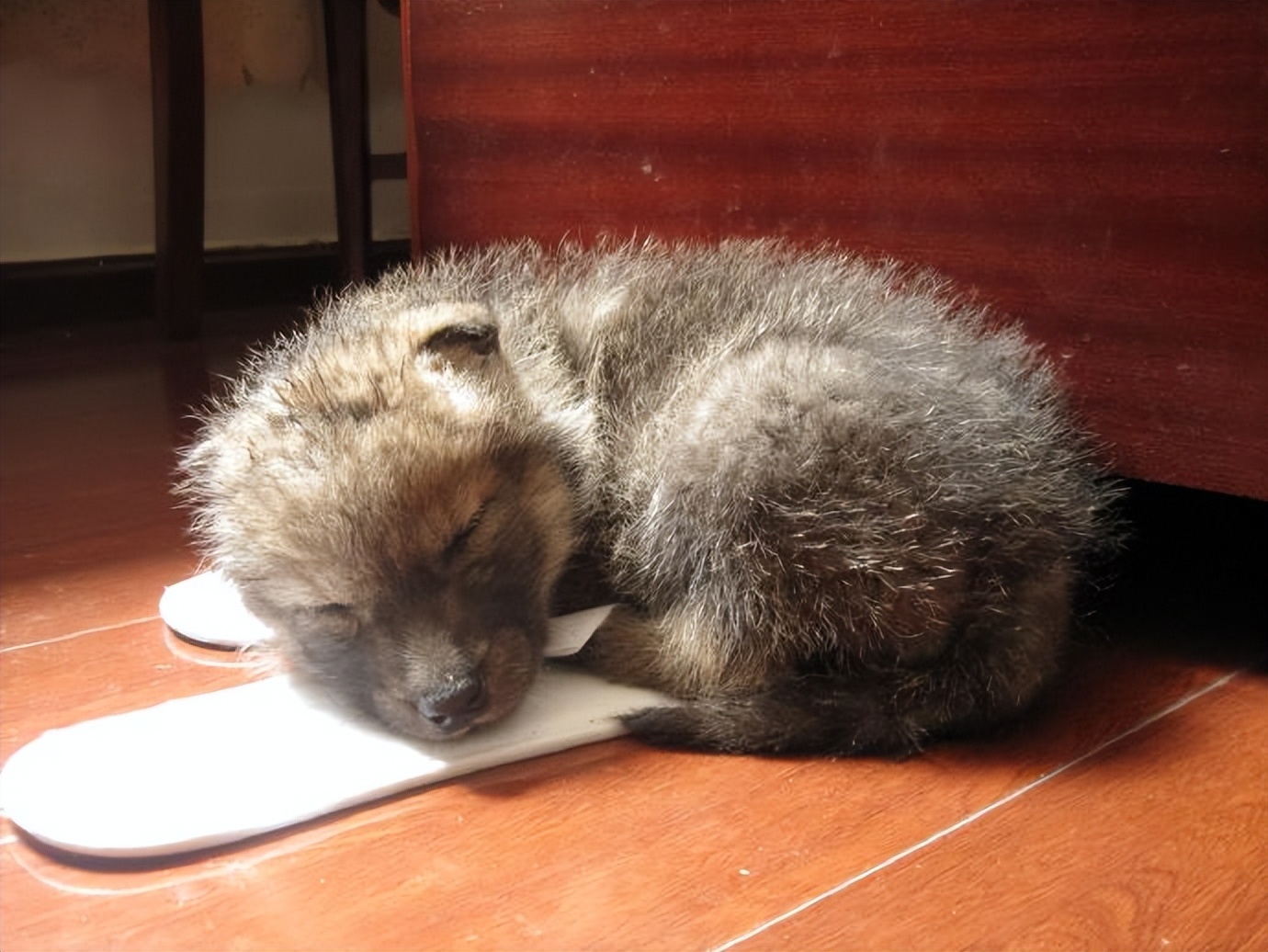 狼十年后报恩,狼是如何报恩的