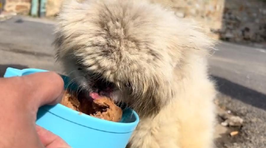 辽宁:连走路都走不稳的老京巴,十多年的陪伴,终究还是错付了