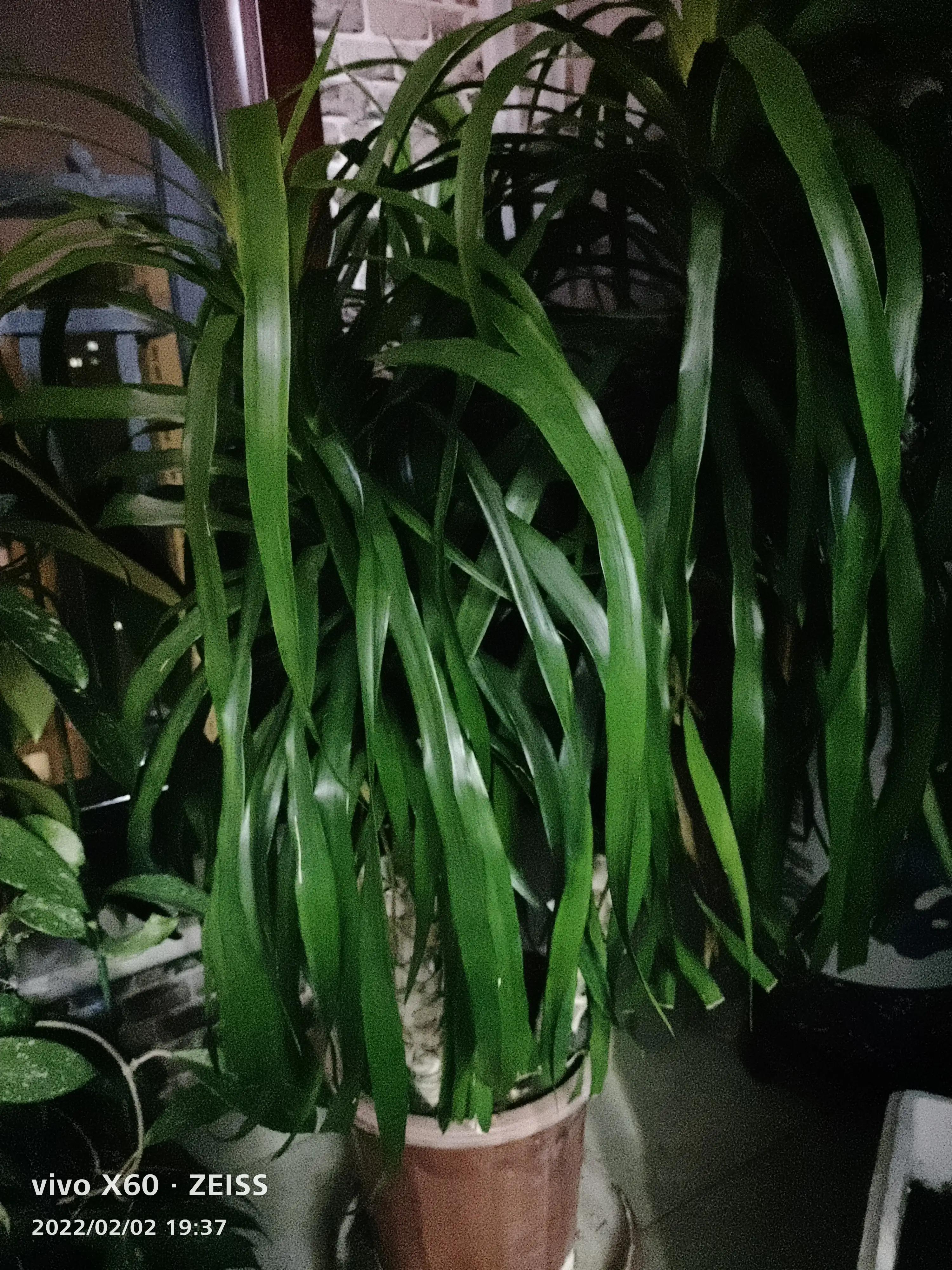 我家的阳台小花园,我家阳台养的花