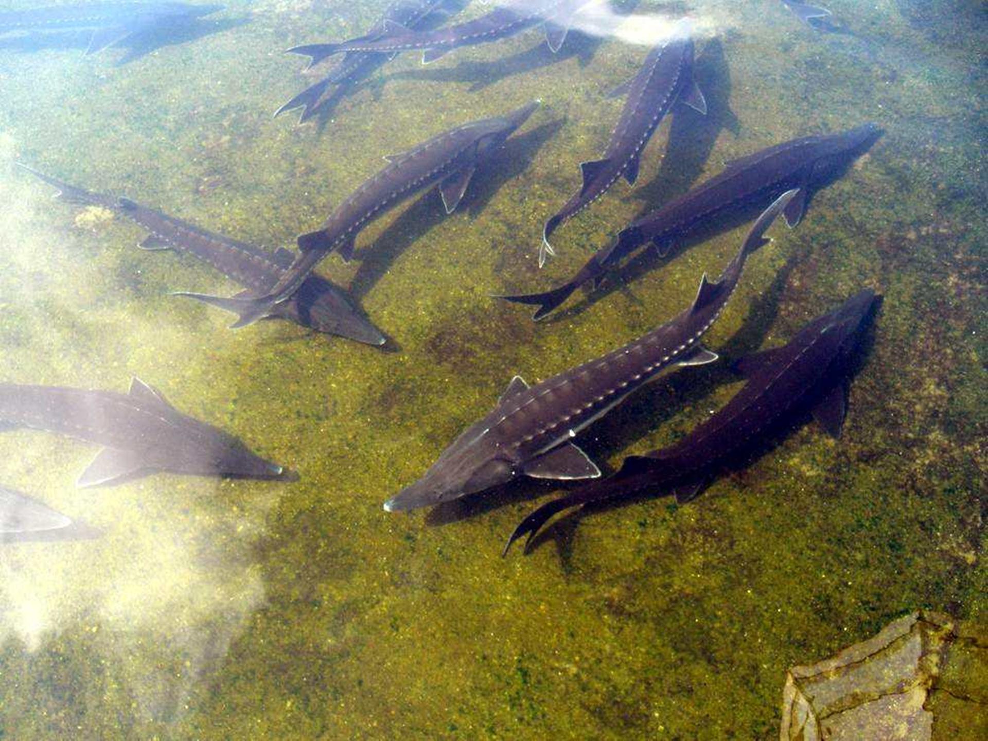三峡大坝里面最大的鱼有多大,三峡大坝里最大的鱼