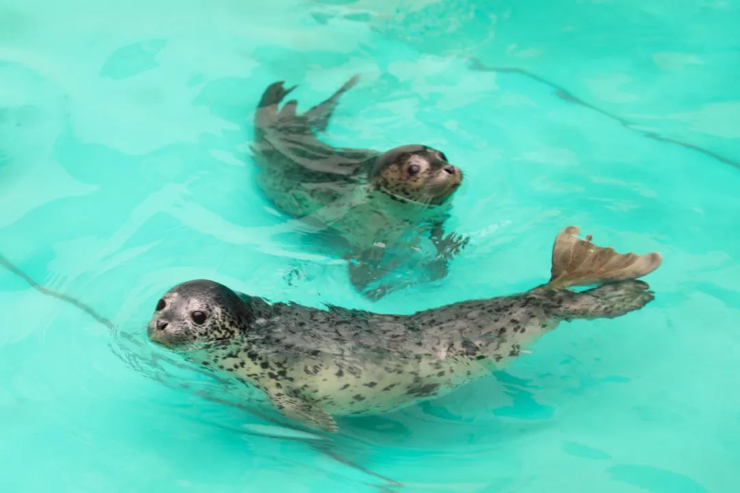 诉救协同！让它平安“回家”