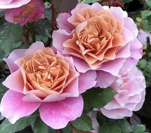 复古棕色月季有花香吗,复古玫瑰巧克力泡泡月季