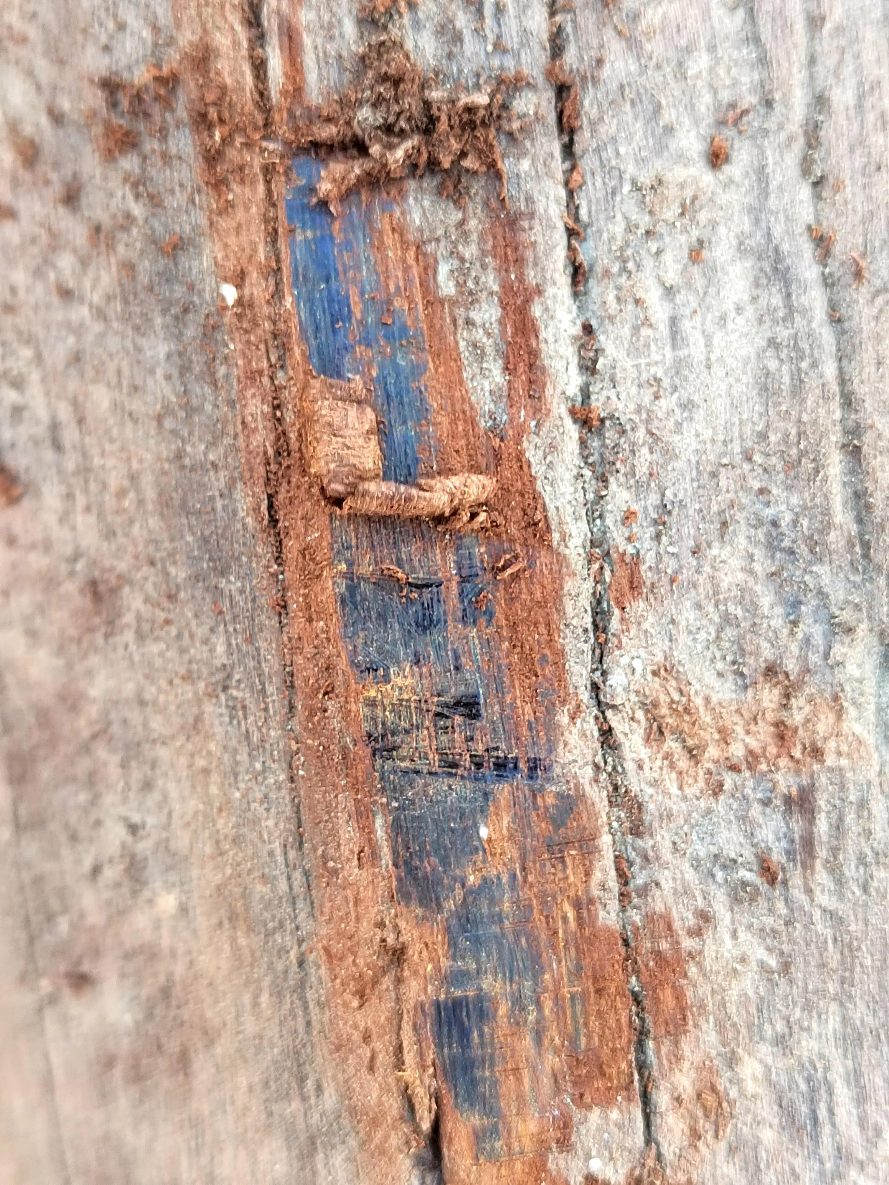 白奇楠莺歌绿奇楠黑奇楠哪个好,黑奇楠和白奇楠沉香哪个好