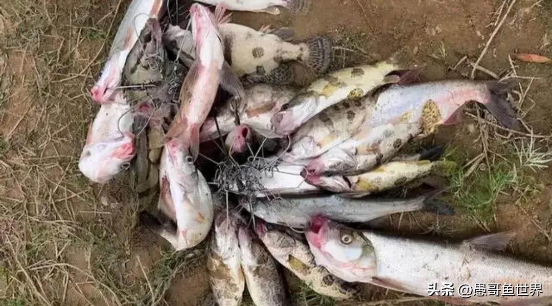 丹江口禁渔2018筏钓,丹江口筏钓被禁钓了吗