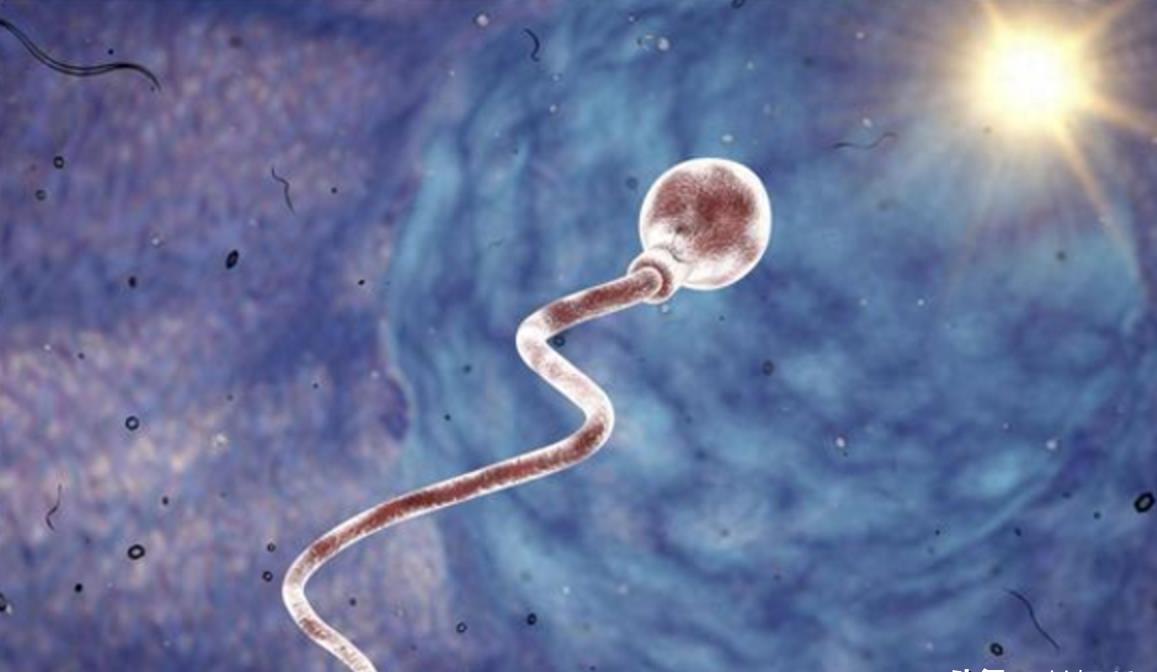 精子的生命力有多强大,精子的8大秘密