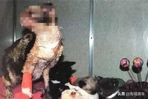 养猫有细菌浪费钱吗,养猫有用吗