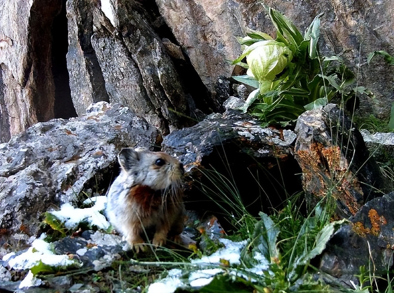 罕见奇怪的动物之伊犁鼠兔,伊犁鼠兔有多稀少