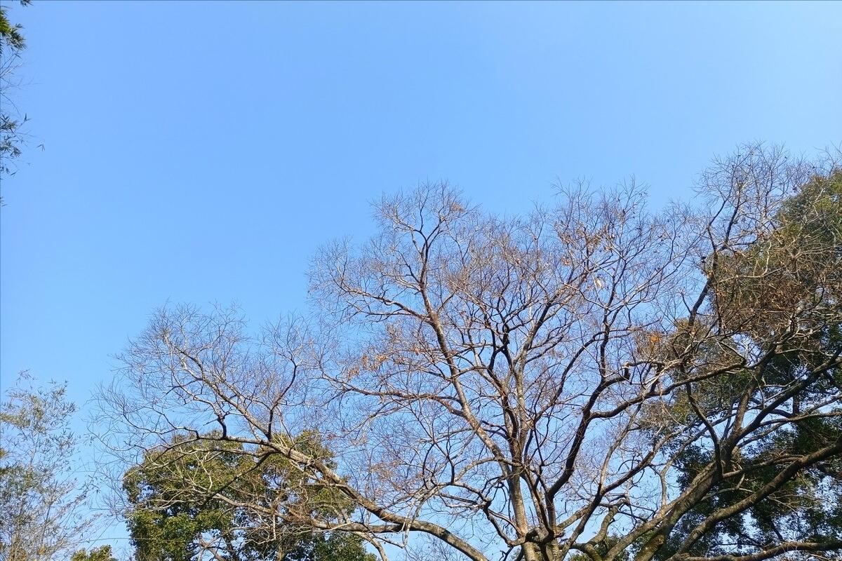 房前屋后什么树好,屋后有一棵大树好不好