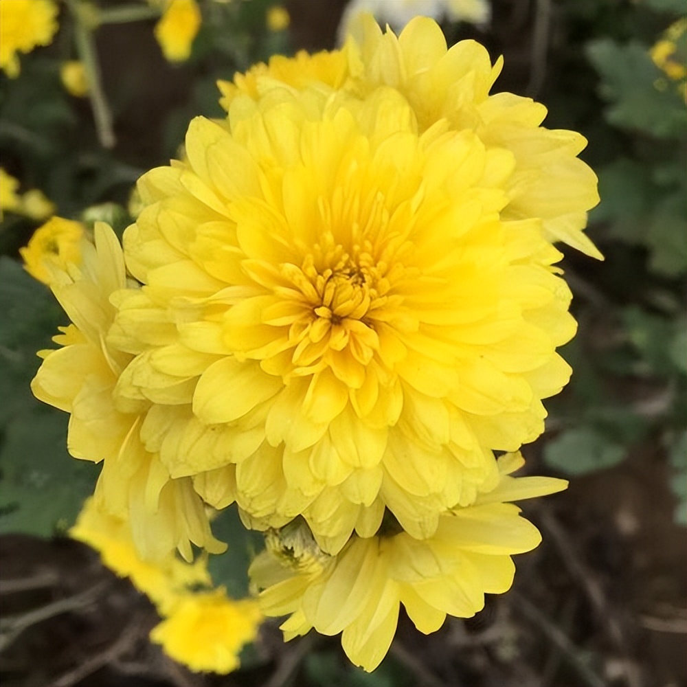 菊花茶推荐品种,菊花茶哪种降火效果最好