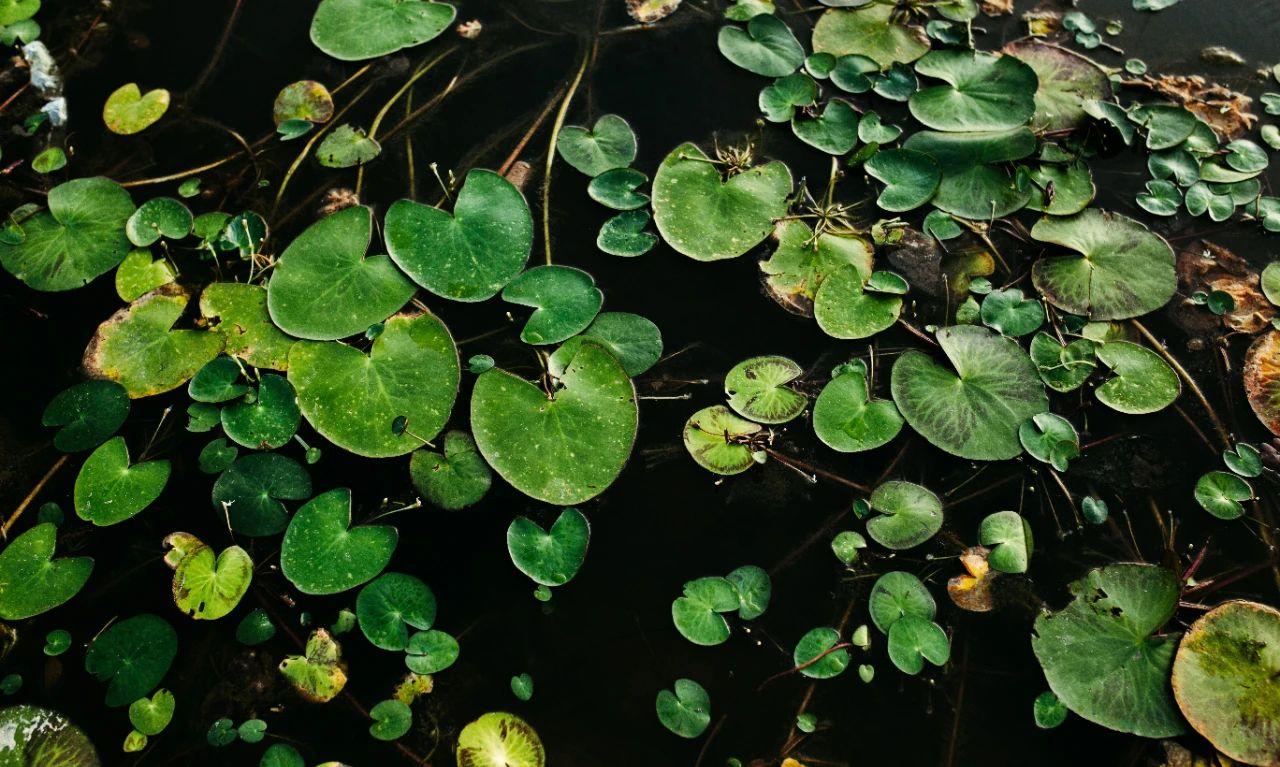 越来越多的女人回婆家过年,春节儿媳不回婆家过年谁更丢脸