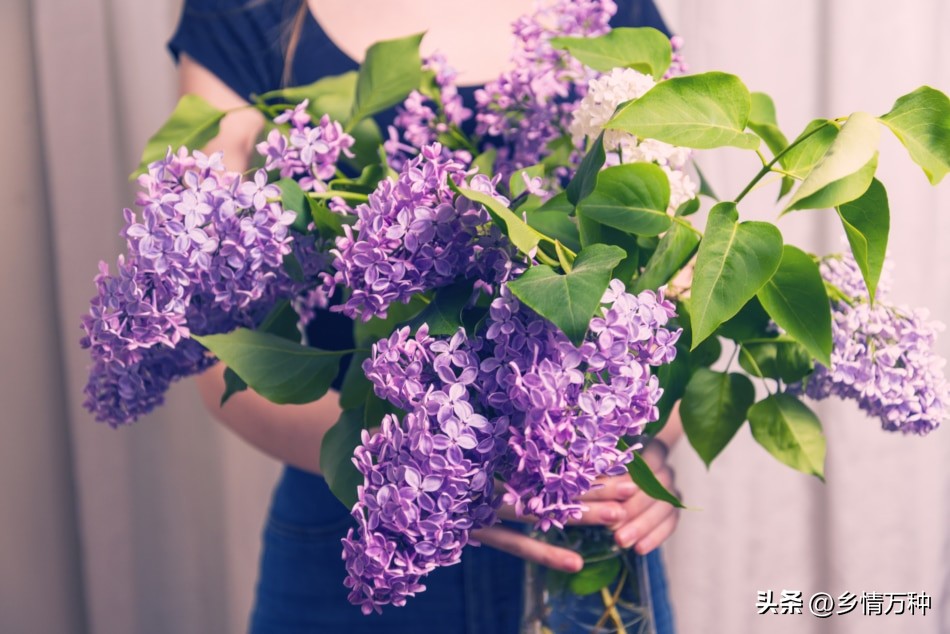 丁香花树苗种植方法,丁香花种植方法和注意事项图片