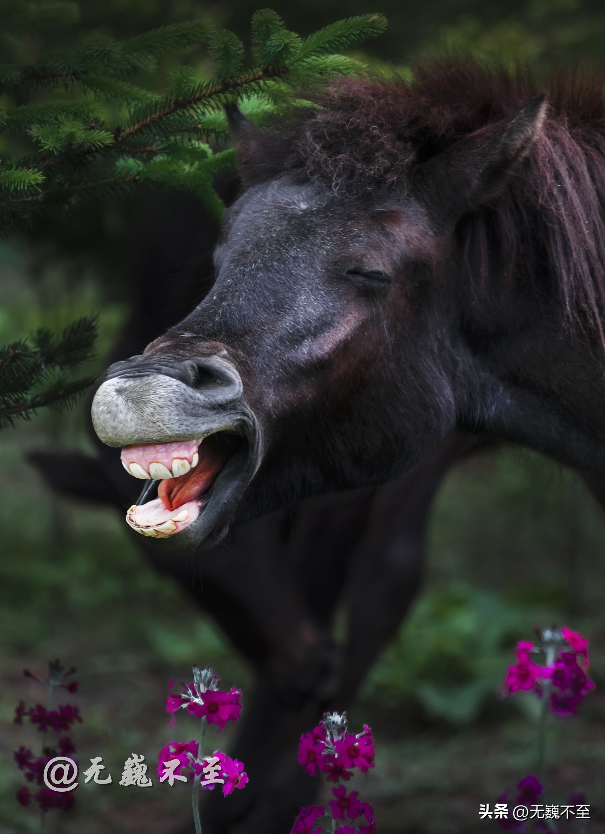 四川雅安桌山黑石公园郁金香绽放,川东灯台报春花