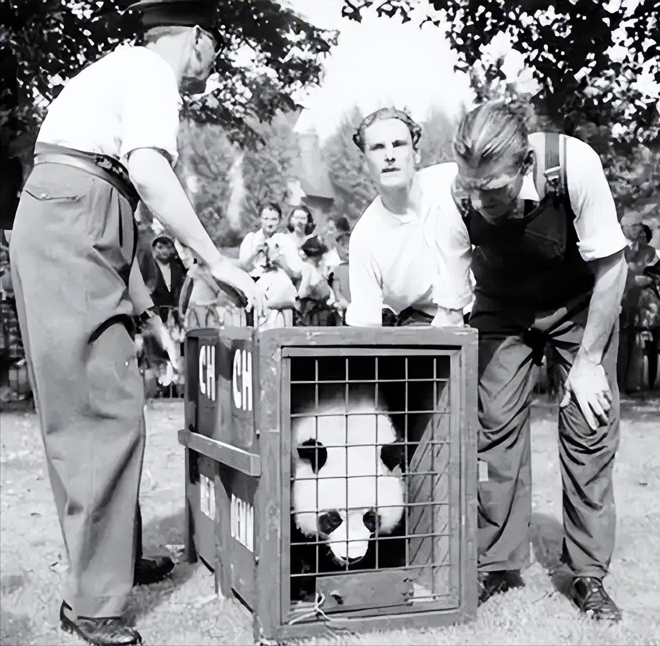 我国被偷的大熊猫,外国人偷大熊猫有多疯狂