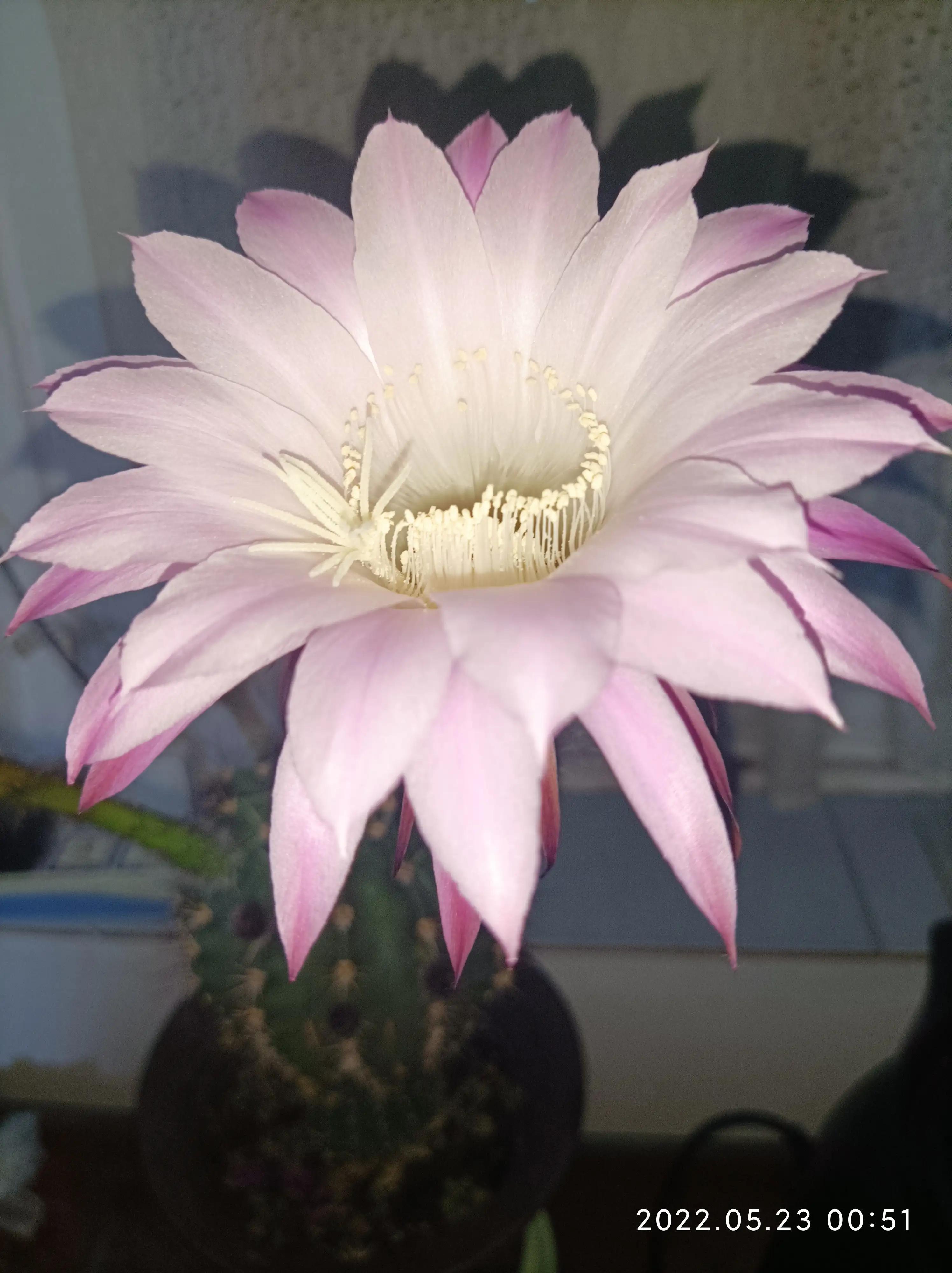 美丽的子孙球花，这次又为谁绽放