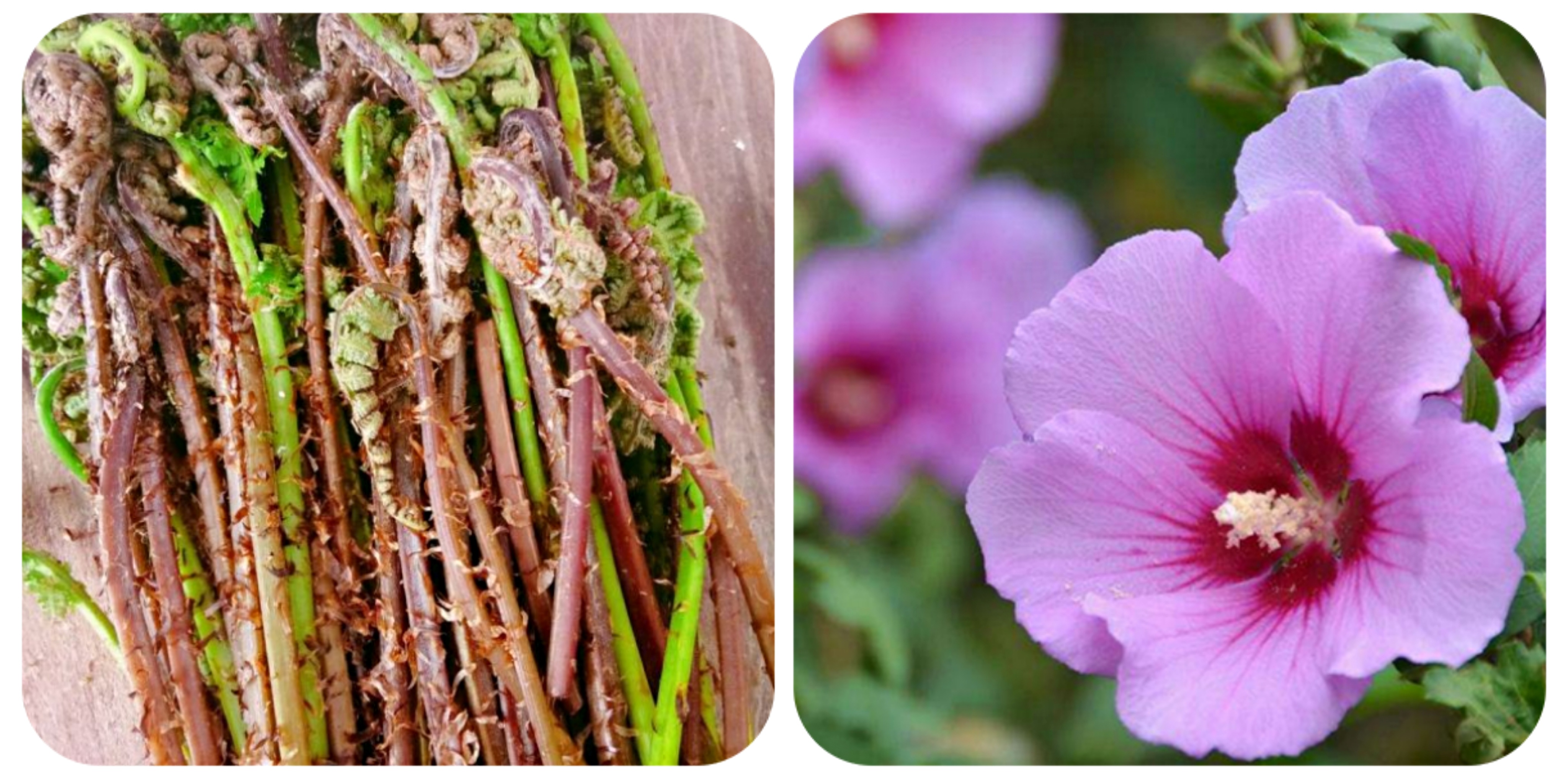 可以吃的野菜大全100种图解,教你认识100种野菜